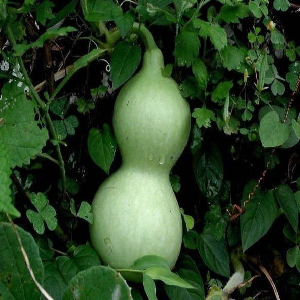 Doğal Calabash Süs (Su) Kabağı Tohumu (5 TOHUM) - 2