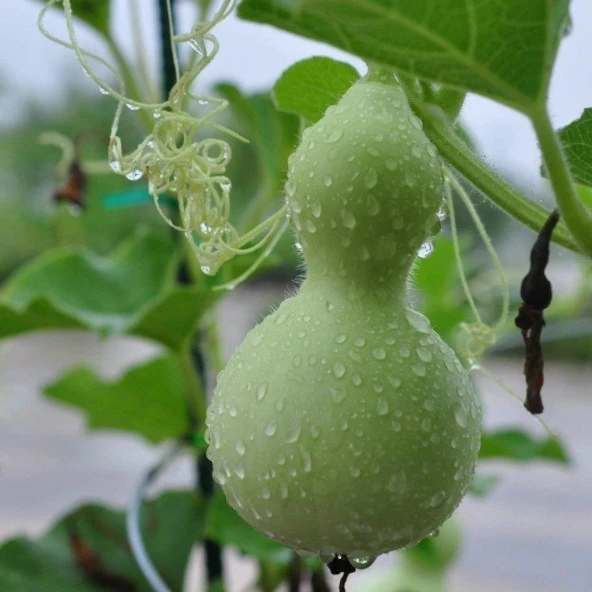 Doğal Calabash Süs (Su) Kabağı Tohumu (5 TOHUM) - 2