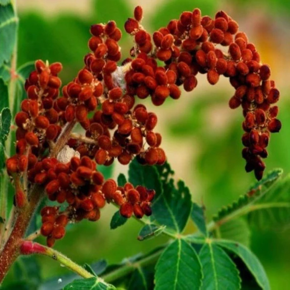 Doğal Sumak Tohumu (20 adet) ürün görseli