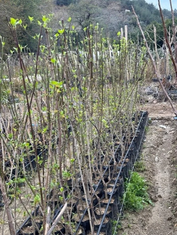 TÜPLÜ İRİ MEYVELİ AŞILI KIZILCIK FİDANI YAŞ 3 BOY 130-150 CM - 2