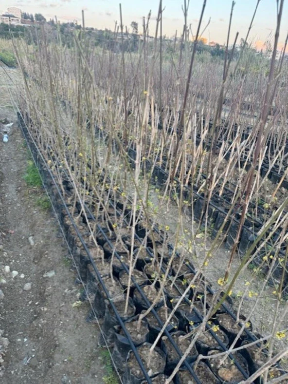 TÜPLÜ İRİ MEYVELİ AŞILI KIZILCIK FİDANI YAŞ 3 BOY 130-150 CM - 3