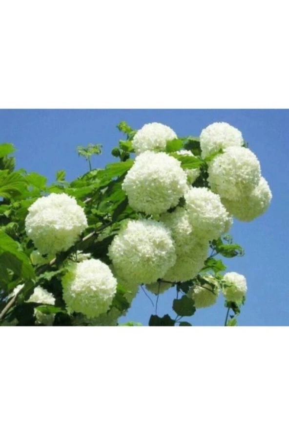 Kartopu Çiçeği Fidanı 40-60 Cm
