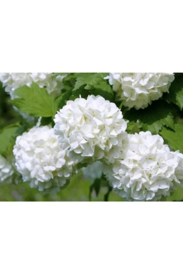 Kartopu Çiçeği Fidanı 40-60 Cm - Resim 3