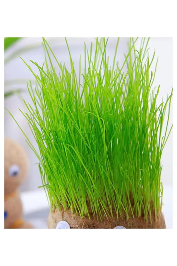 Çim Adam Yapım Seti 1 Paket Okul Eğitici Deney Seti Çim Adam Seti - 5