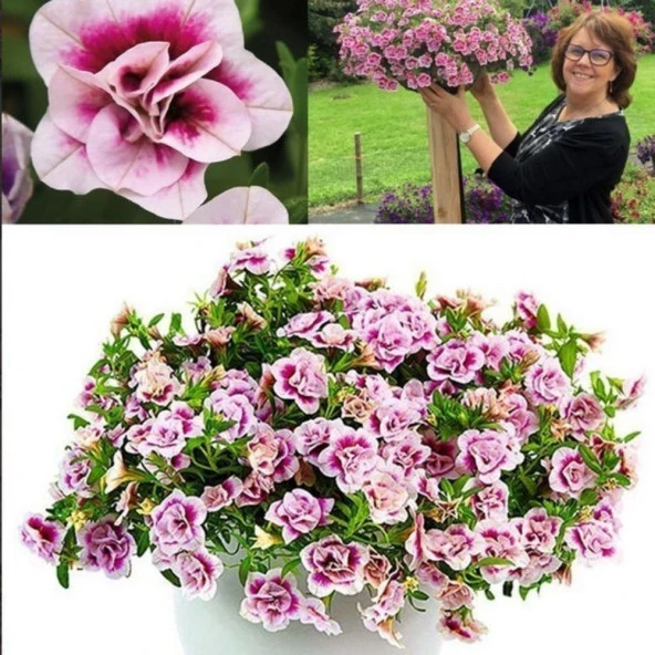 Calita Katmerli Double Pink Bicolor Milyonlar Çanı Calibrochoa Çiçeği Fidesi (1 adet)