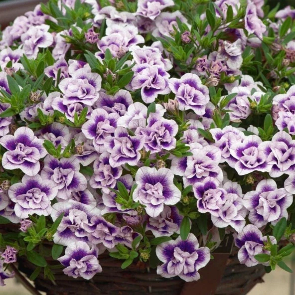 Calita Katmerli Double Blue Bicolor Milyonlar Çanı Calibrochoa Çiçeği Fidesi (1 adet)