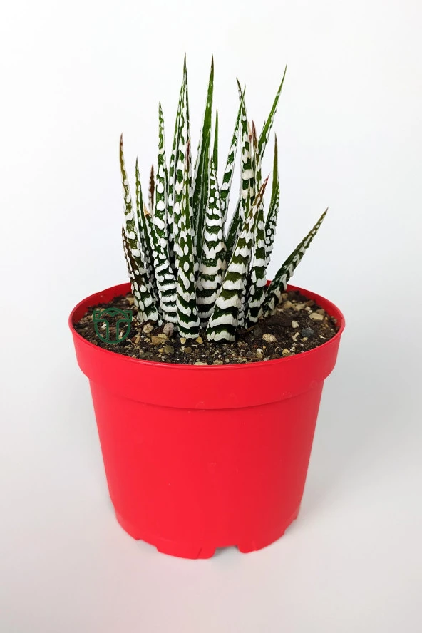 Zebra sukulent Haworthia Fasciata Alba beyaz benekli özel tür sukulent 8.5 cm kırmızı saksıda - 4