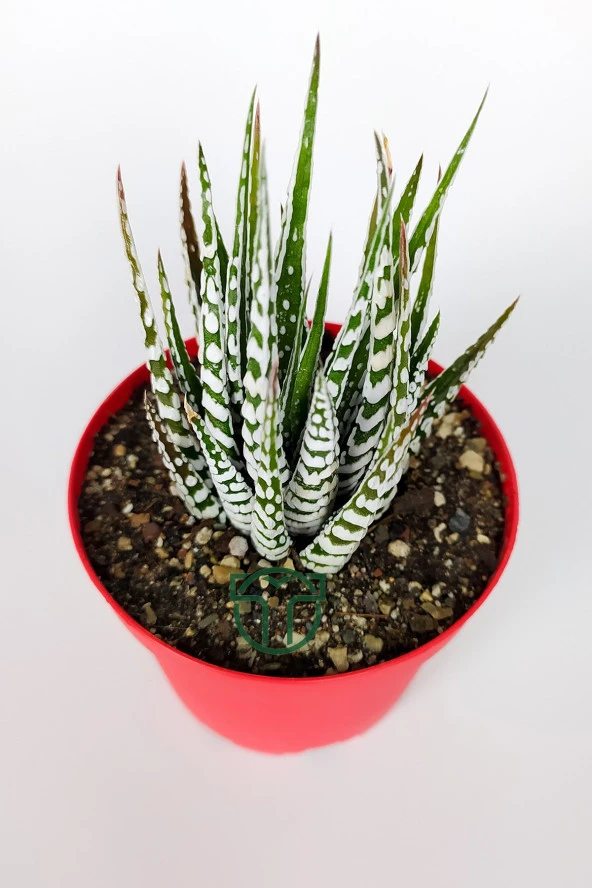 Zebra sukulent Haworthia Fasciata Alba beyaz benekli özel tür sukulent 8.5 cm kırmızı saksıda - 5