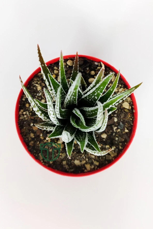 Zebra sukulent Haworthia Fasciata Alba beyaz benekli özel tür sukulent 8.5 cm kırmızı saksıda - 6