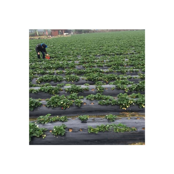 ABKPlastik Siyah Taban Örtüsü 35m - Resim 4