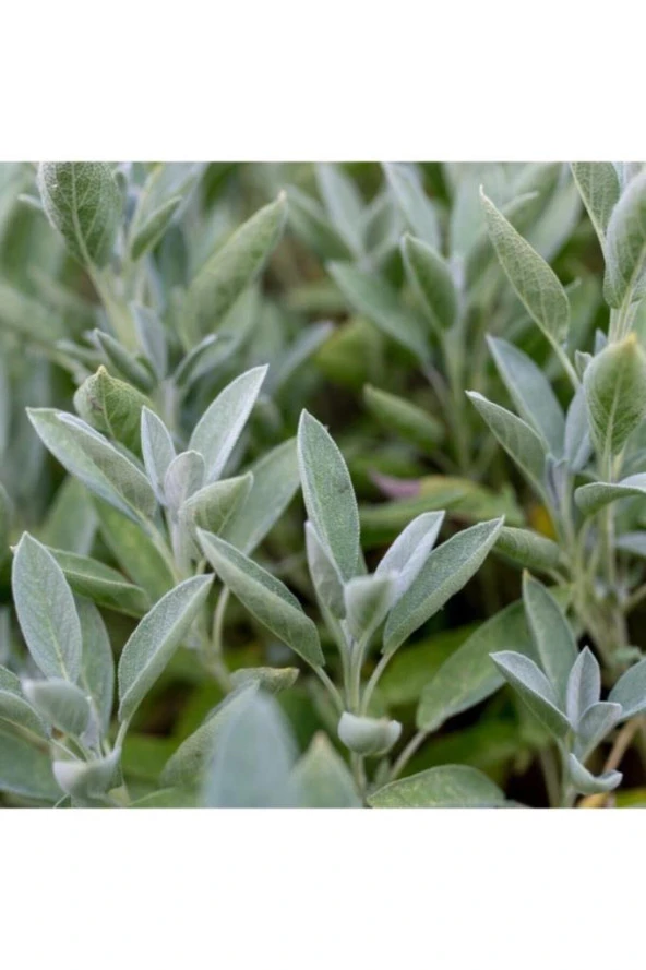 Adaçayı Şalba Fidanı 15-25 Cm (salvia Officinalis)