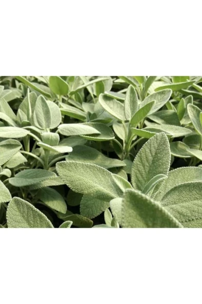 Salvia Culinaria Adaçayı Şalba Fidanı 10-20 Cm - Resim 2