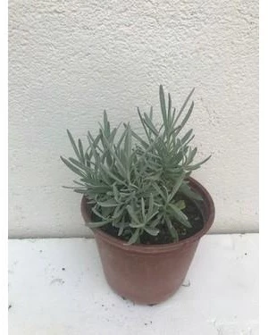 Intermedia Lavanta Fidanı 20 Adet 15-25 Cm - 2