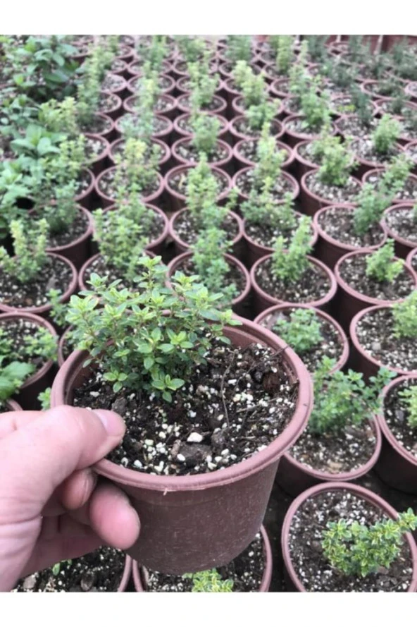 Kekik Fidanı 10-20 Cm 5 Adet Thymus Vulgaris