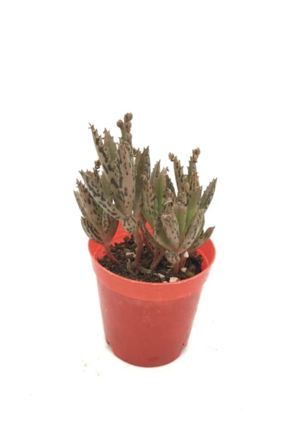 Kalanchoe Daigremontiana  Aşkın Gözyaşı Çiçeği ürün görseli