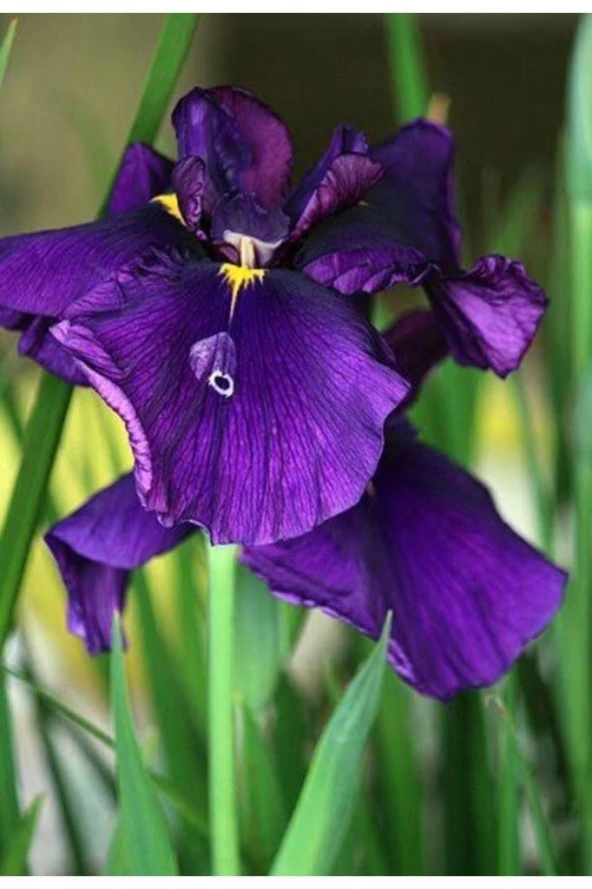 Iris Çiçeği Mor Zambak 10-20 Cm