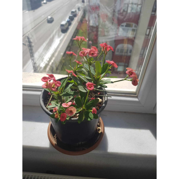 Dikenler Tacı Çiçeği Pembe Yetişmiş - 4