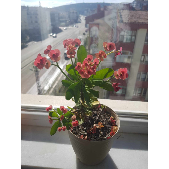 Dikenler Tacı Çiçeği Güzel Dekorasyon