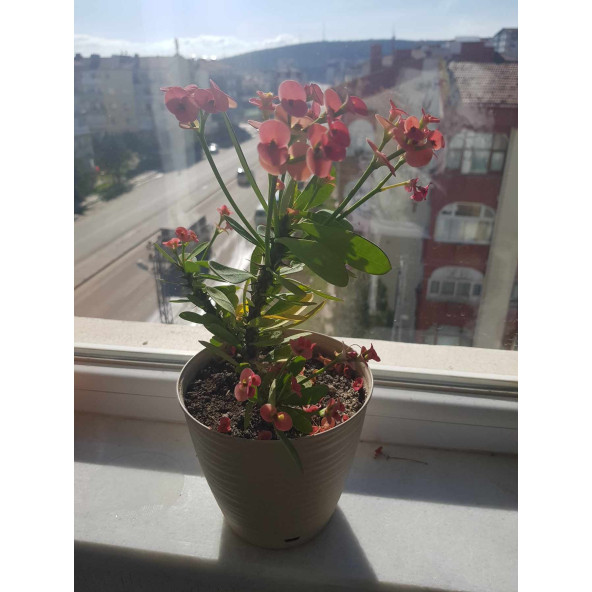 Dikenler Tacı Çiçeği Güzel Dekorasyon - 4