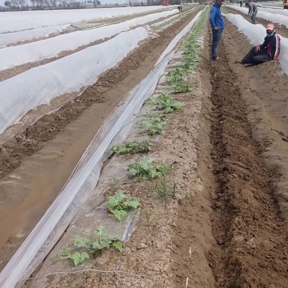Karpuz sera şeffaf Mulch 100 Cm 20 Micron 35 Kg. - 4