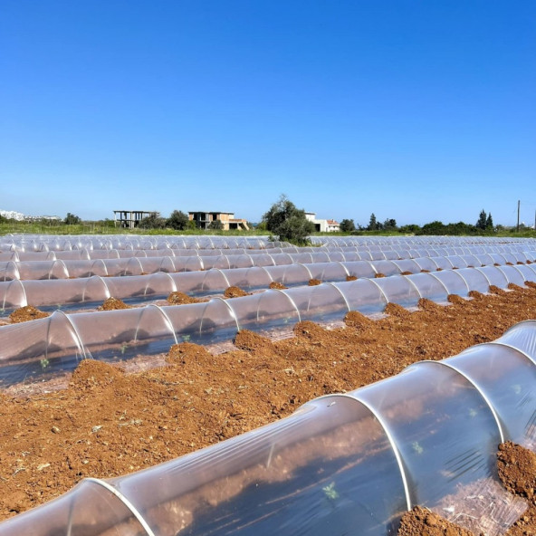 Karpuz sera şeffaf Mulch 80 Cm 20 Micron 23Kg. ürün görseli 1