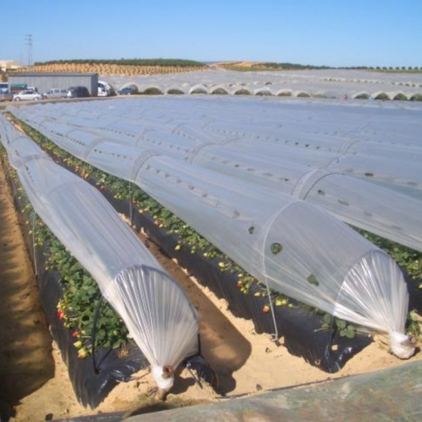 Karpuz sera şeffaf Mulch 80 Cm 20 Micron 23Kg. - Resim 3