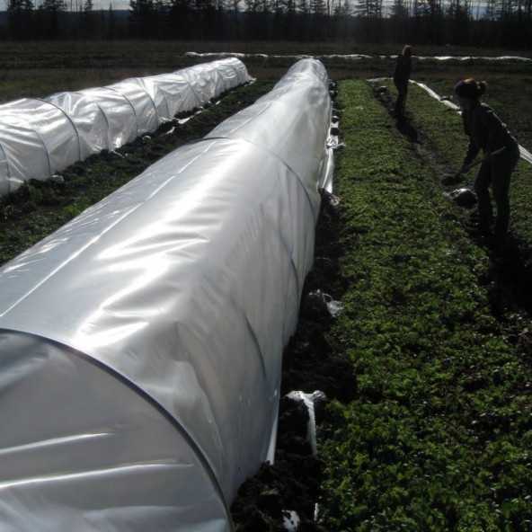 Karpuz sera şeffaf Mulch 80 Cm 20 Micron 23Kg. - Resim 6