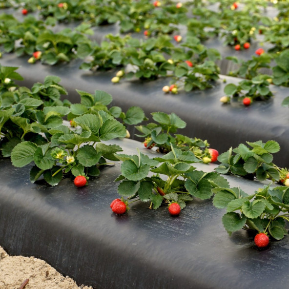 LPDE Siyah Mulch 80 Cm 25 Micron - Resim 4