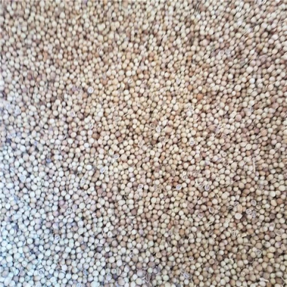 Kişniş  Baharat 250Gr