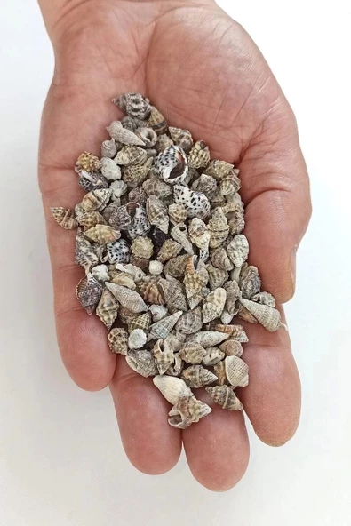 50 Gram Küçük Deniz Kabukları 206