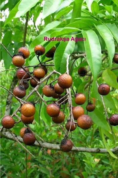 Doğal Rudrakşa Rudraksha Gözlük İpi 129-9 - 4