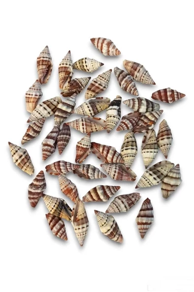 50 Gram Mitra Deniz Kabukları 555 - 2