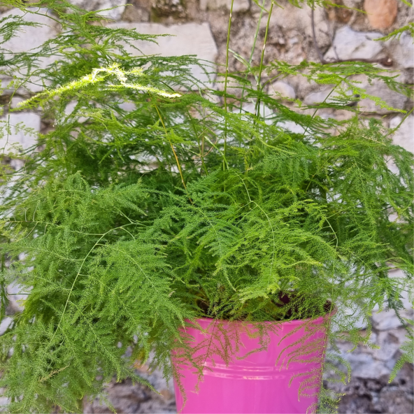TÜL KUŞKONMAZ (ASPARAGUS PLUMOSUS)