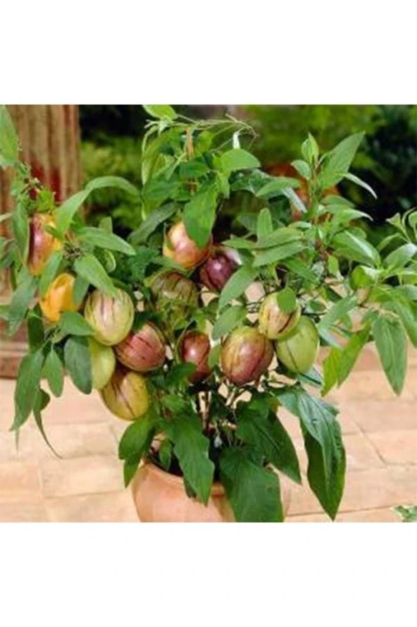Solanum muricatum Pepino Fidanı 10-20 Cm