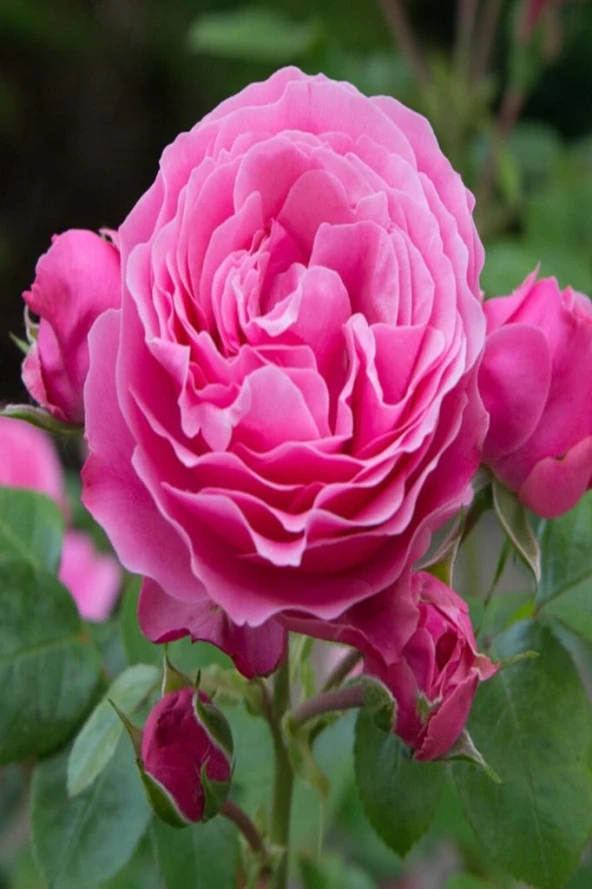 Rosa Damascena Reçel Gülü Fidanı 10-20 Cm