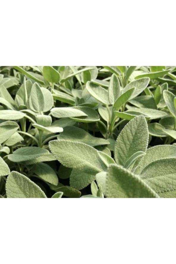Şalba Adaçayı Fidanı 15-25 Cm Salvia Officinalis - 3