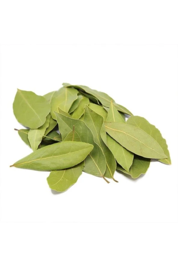 Laurus Nobilis  Defne Fidanı 20-30 cm Laurus Nobilis