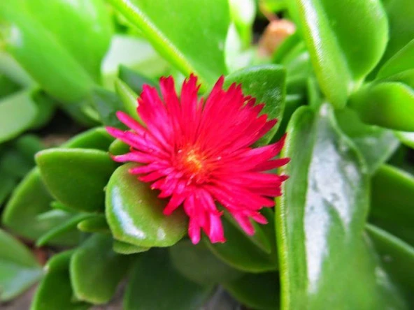 Buz Çiçeği Fidanı 10-20 Cm ürün görseli