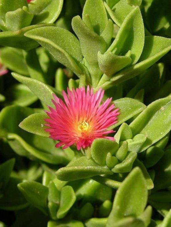 Buz Çiçeği Fidanı 10-20 Cm - Resim 2