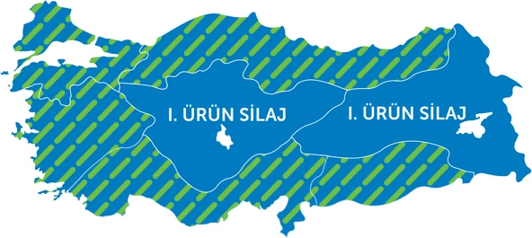 MAY 72 MAY 80 MISIR TOHUMU - 2