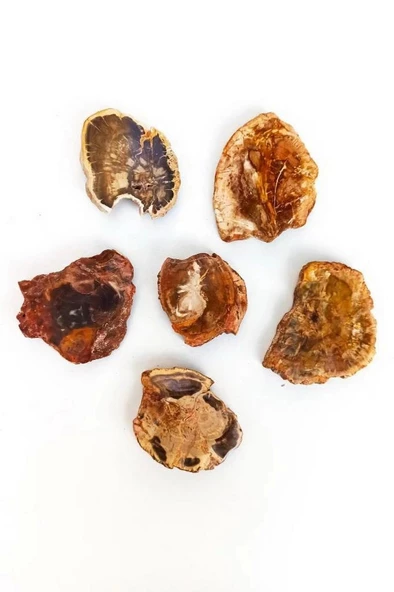 Ağaç Fosili Plaka 504 - 2