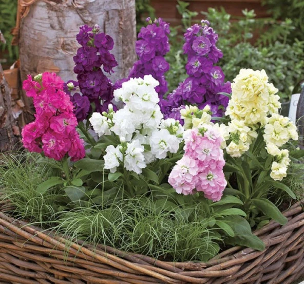 Şebboy Tohumu ( Kokulu Çok Uzun Boylu ) - Karışık Renkli ( 10 Tohum )