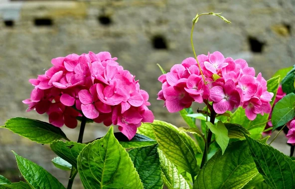 Açık Pembe Canlı Ortanca Çiçeği Fidanı 10-20 cm ürün görseli