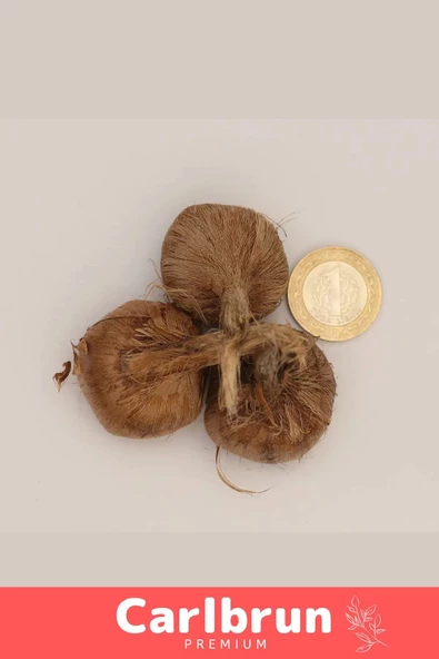 Premium Özel Dikime Hazır Yerli Üretim Büyük Boy 1. Kalite Safranbolu Safran Bitkisi Soğanı 20 Adet - 4