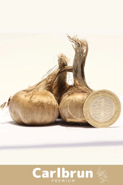 Premium Özel Dikime Hazır Yerli Üretim Büyük Boy 1. Kalite Safranbolu Safran Bitkisi Soğanı 30 Adet - 2