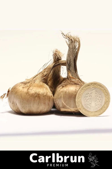 Premium Özel Dikime Hazır Yerli Üretim Büyük Boy 1. Kalite Safranbolu Safran Bitkisi Soğanı 100 Adet - 2