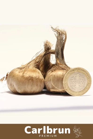 Premium Özel Dikime Hazır Yerli Üretim Büyük Boy 1. Kalite Safranbolu Safran Bitkisi Soğanı - 3 Adet - 2