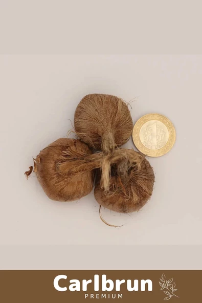 Premium Özel Dikime Hazır Yerli Üretim Büyük Boy 1. Kalite Safranbolu Safran Bitkisi Soğanı - 3 Adet - 4