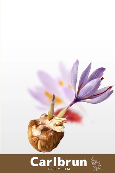 Premium Özel Dikime Hazır Yerli Üretim Büyük Boy 1. Kalite Safranbolu Safran Bitkisi Soğanı - 3 Adet - 3