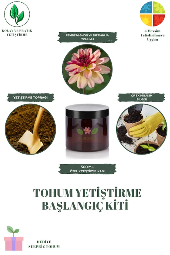 Pembe Mignon Yıldız Dahlia Tohumu Yetiştirme Kiti